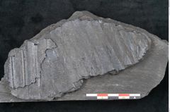 Foto (Detailansicht) von Sigillaria sp.  (NHMW-GEO-2024-0188-11096)